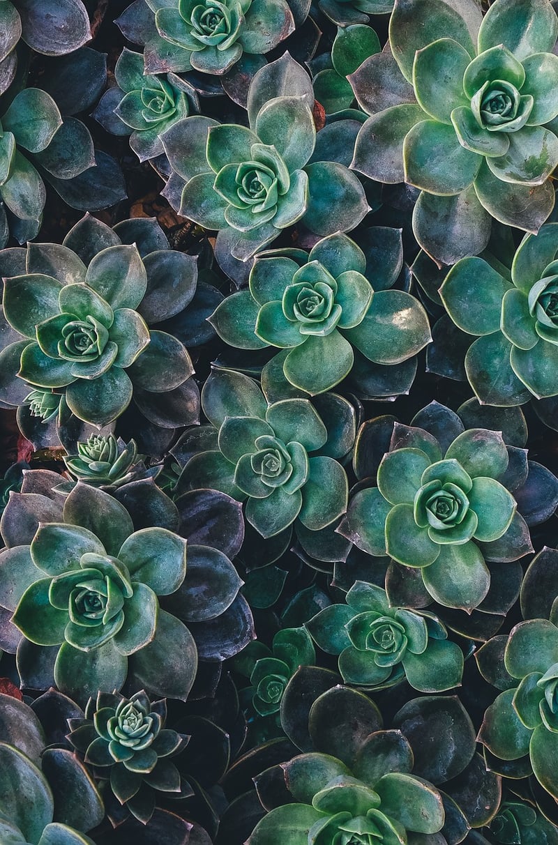 succulents